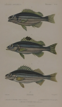 Baron Cuvier, Fish